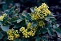 creeping mahonia